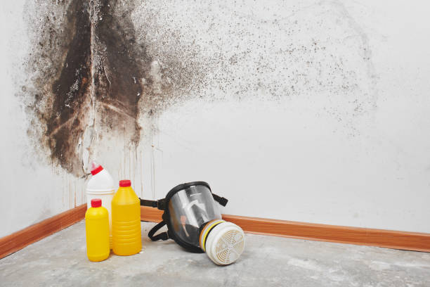 Best Mold Cleaning Services  in Dunellen, NJ