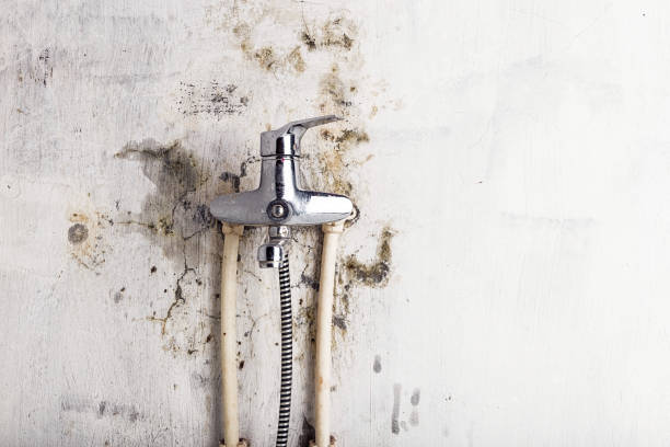 Trusted Dunellen, NJ Mold Removal Experts