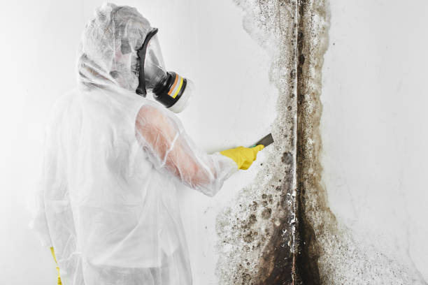 Best Same-Day Mold Removal  in Dunellen, NJ