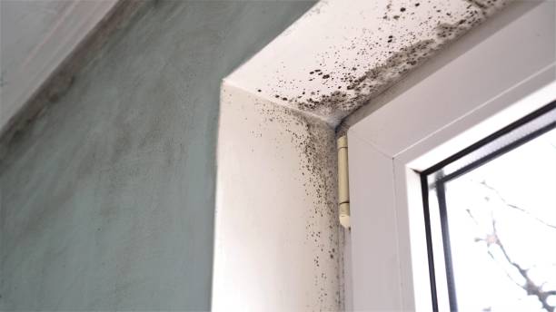 Best Toxic Mold Removal  in Dunellen, NJ