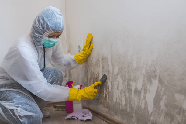 Best Mold Inspection  in Dunellen, NJ