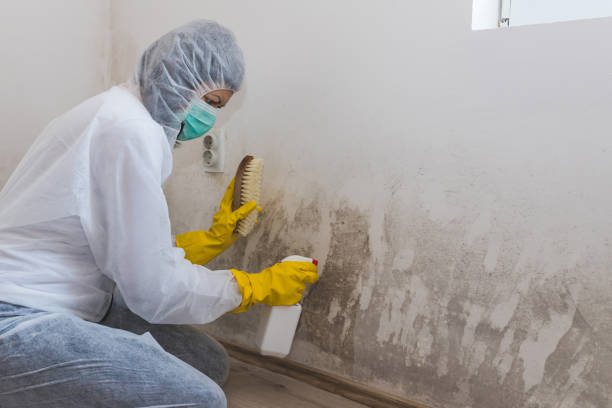 Best Fast Mold Removal  in Dunellen, NJ