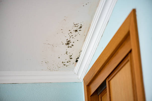 Best Toxic Mold Removal  in Dunellen, NJ