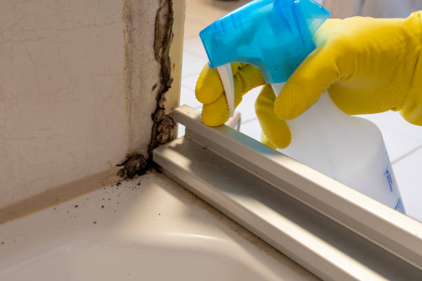 Best Certified Mold Removal  in Dunellen, NJ