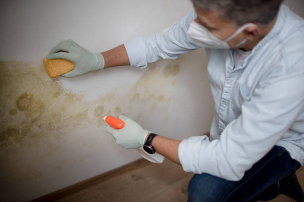 Best Black Mold Removal  in Dunellen, NJ