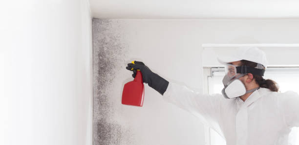 Best Mold Removal Near Me  in Dunellen, NJ