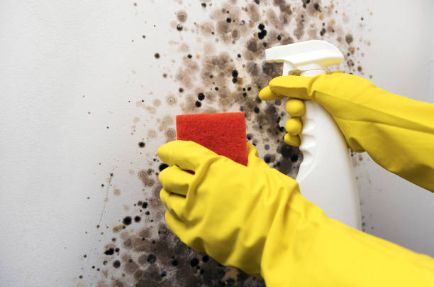 Best Mold Removal Company Near Me  in Dunellen, NJ