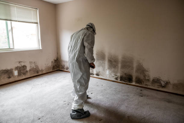 Trusted Dunellen, NJ Mold Removal Experts