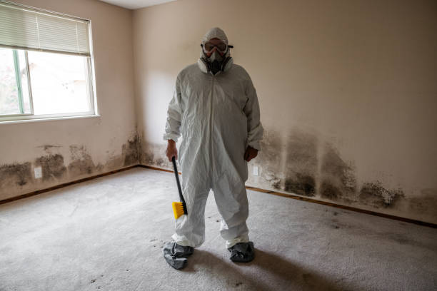 Best Mold Removal Near Me  in Dunellen, NJ