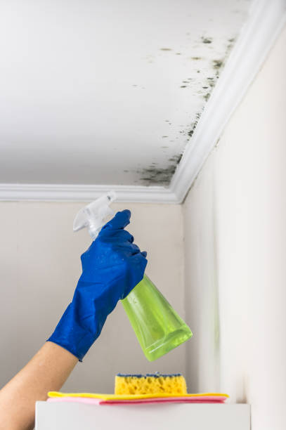 Best Professional Mold Removal  in Dunellen, NJ