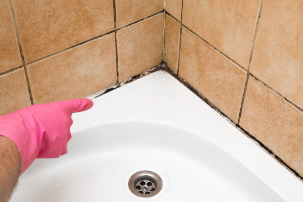 Best Commercial Mold Removal  in Dunellen, NJ